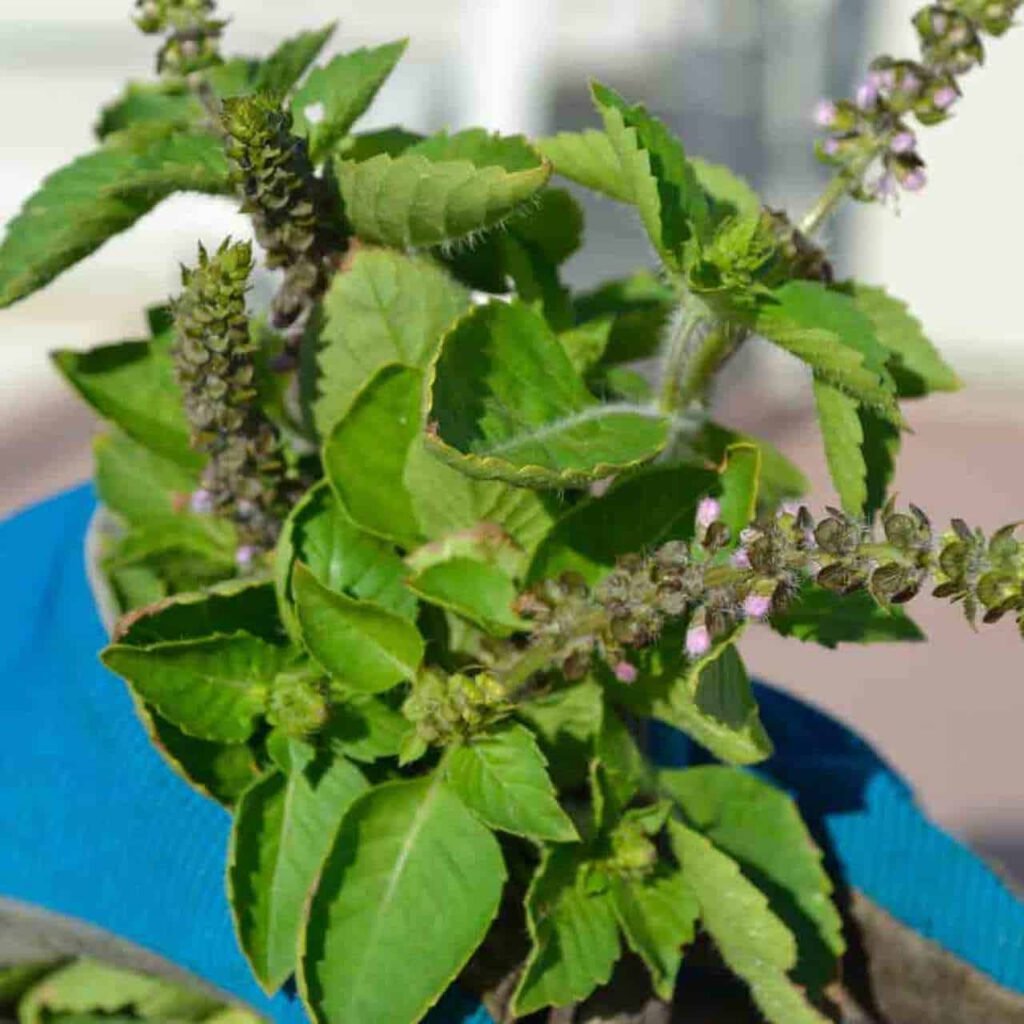 Holy Basil