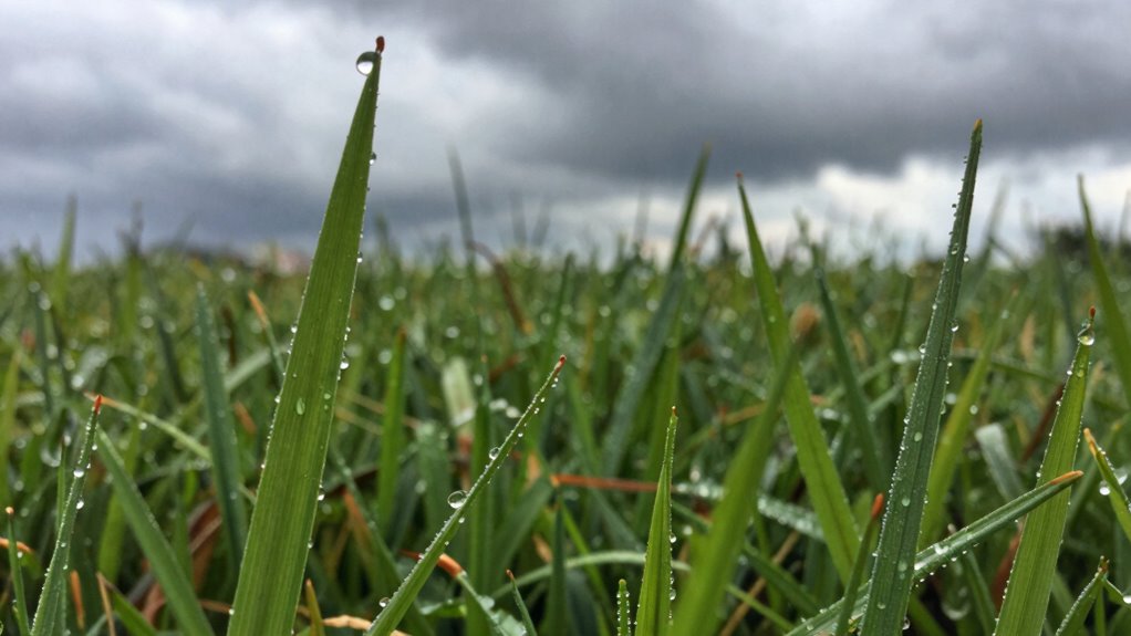 dry air enhances rain scent