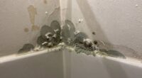 persistent dampness promotes mold