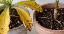 plant health troubleshooting guide