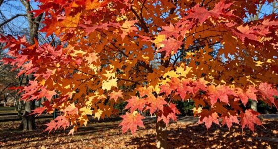 seasonal leaf color change
