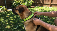 12 Best Pet Safety Products in 2026