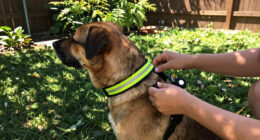 12 Best Pet Safety Products in 2026