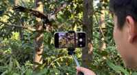 Big Bear eaglet falls from tree on livestream; status unknown