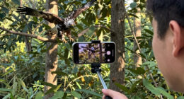 Big Bear eaglet falls from tree on livestream; status unknown