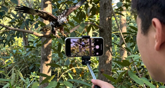 Big Bear eaglet falls from tree on livestream; status unknown
