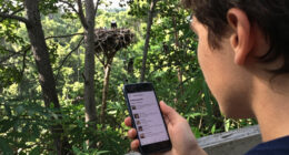 Thousands sign petition to stop Big Bear fireworks show for bald eagle family's safety