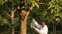 Giant Trees Have No Trouble Pumping Water To Top Branches: New Research