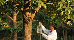 Giant Trees Have No Trouble Pumping Water To Top Branches: New Research