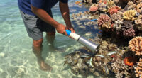 Bomb Fishing Is Wreaking Havoc On Indonesia's Coral Reefs