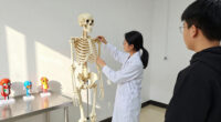 15 Best Skeleton Models for Anatomy Students in 2027